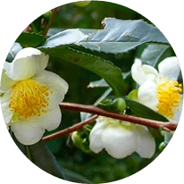 Camellia Sinensis: - Sync Ingredient